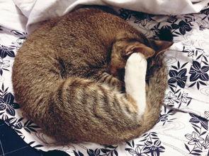 左公子猫密圈最新爆料,揭秘娱乐圈最新动态  第1张